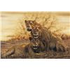 Image 1 : HOT LIONS  by Simon Combes   LIMITED EDITION CANVAS