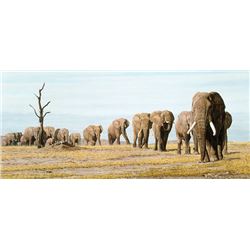 The Last Elephants  by Simon Combes   MUSEUMEDITION CANVAS