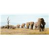 Image 1 : The Last Elephants  by Simon Combes   MUSEUMEDITION CANVAS
