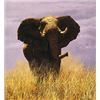 Image 1 : Tsavo Sentinel  by Simon Combes   LIMITED EDITION CANVAS