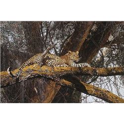 GOLDEN SILHOUETTE  by Simon Combes   LIMITED EDITION PRINT