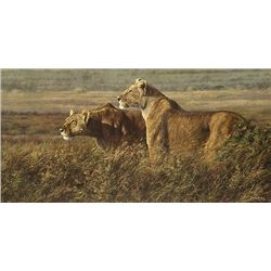 TENSION AT DAWN  by Simon Combes   LIMITED EDITION PRINT