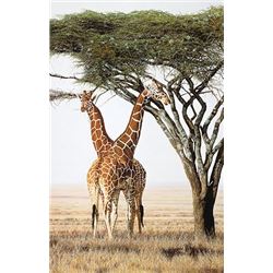 SENTINELS  by Simon Combes   LIMITED EDITION PRINT