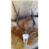 Image 1 : IMPALA SKULL