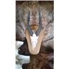 Image 1 : BUSHBUCK SKULL