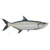 Image 1 : Tarpon  by Flick Ford   MASTERWORK CANVAS EDITION