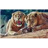 Image 1 : Maneaters of Tsavo By John Banovich Studio Edition: • Canvas: 38" x 60” Framed