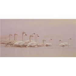 "Trumpeter Swans" by Guy Coheleach  (born 1933)