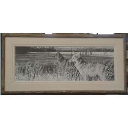 Coyotes in Yellowstone National Park by LINDSAY SCOTT