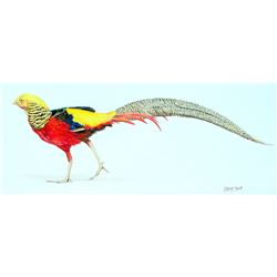 Golden Pheasant by LINDSAY SCOTT