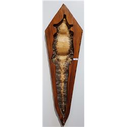 FRAMED ALLIGATOR SKIN 71" LONG