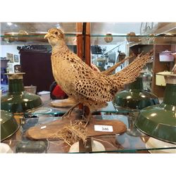 MOUNTED GROUSE