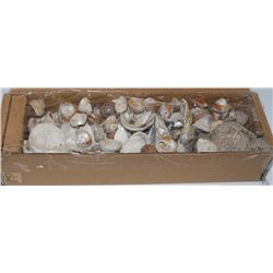BOX REAL SEA SHELLS