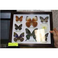 BUTTERFLY DISPLAY 13"X11"