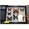 Image 1 : BUTTERFLY DISPLAY 13"X11"