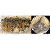 Image 1 : Julia Mine Gold Specimen