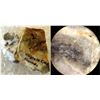 Image 1 : Mint Mine Gold Specimens