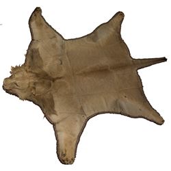 African Lion Rug