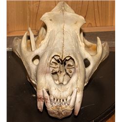 African Lion Skull