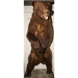 Alaskan Grizzly Bear Full Body Mount