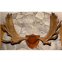 Alaskan Moose Horns / Antlers Mount