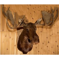 Alaskan Moose Shoulder Mount (68  Trophy Class)