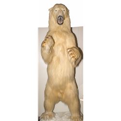 Alaskan Polar Bear Full Body Mount