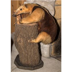 Anteater Full Body Mount