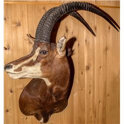 Black Sable Antelope Shoulder Mount