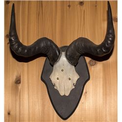 Blue Tailed Gnu Horn & Skull Mount