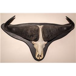 Cape Buffalo Horn & Skull Mount