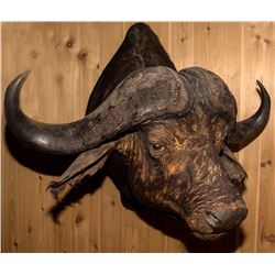 Cape Buffalo Shoulder Mount