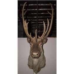 Caribou Shoulder Mount