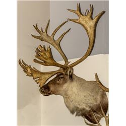 Caribou Shoulder Mount (Trophy Class)
