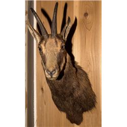 Chamois Shoulder Mount