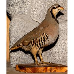 Chukar Full Body Mount