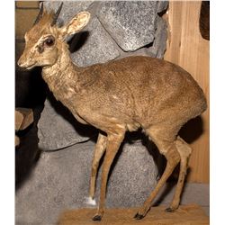 Dik-Dik Full Body Mount