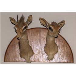 Dik-Dik Shoulder Mount Pair