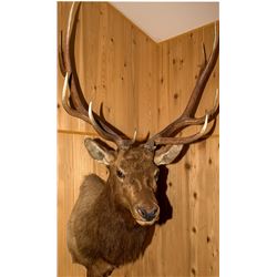 Elk Shoulder Mount