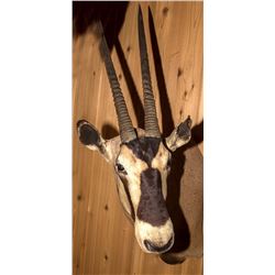 Gemsbok / Oryx Shoulder Mount