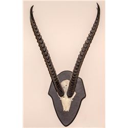 Grants Gazelle Horns Mount