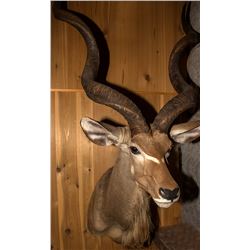 Greater Kudu Shoulder Mount