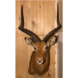 Impala Horn Mount