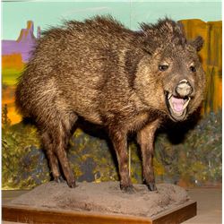Javelina Full Body Mount
