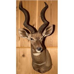 Lesser Kudu Shoulder Mount