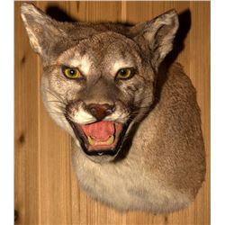 Mountain Lion Shoulder Mount