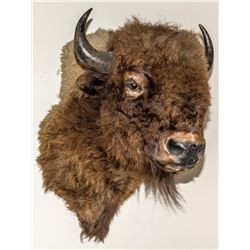 North American Buffalo (Bison) Shoulder Mount