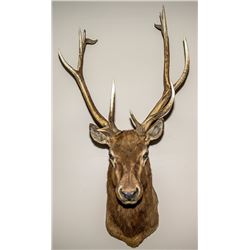 North American Elk Shoulder Mount