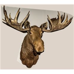 North American Moose Shoulder Mount