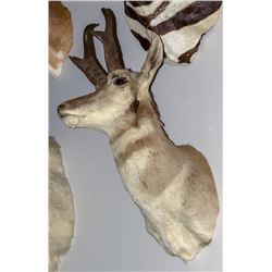 Pronghorn Antelope Shoulder Mount